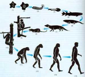 la evolución y sus misterios