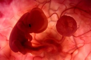¿Es el feto un ser humano?